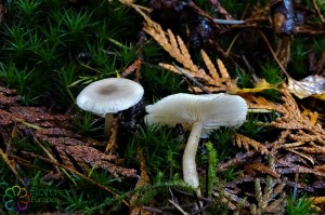 Clitocybe fragrans (1)